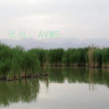 ָ